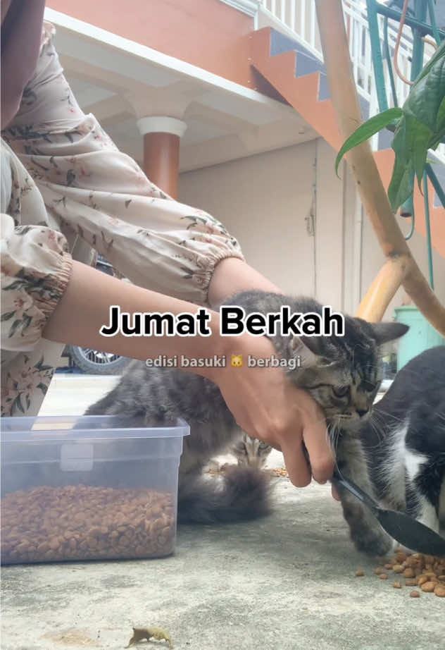 biar gedenya jadi kucing pembaik 😽🫶 #cats #catsoftiktok #catslovers #mujair #tabbycat #fyp 