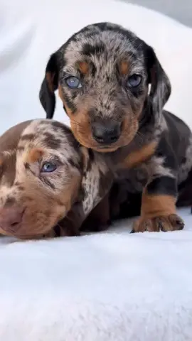 No se que tienen tus ojitos‼️ #buenosdias #perritos #doglover #amorperruno 