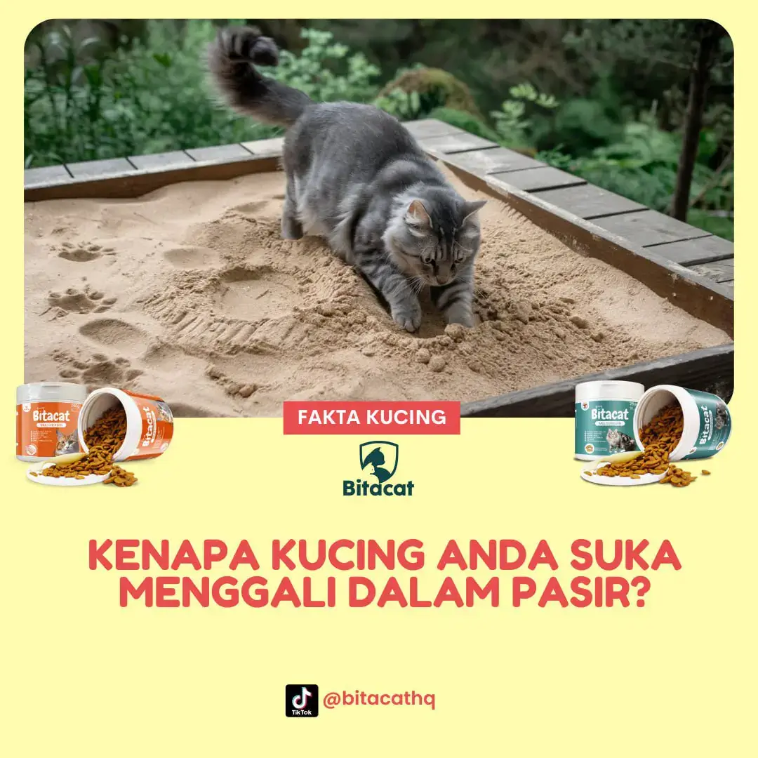 Pernah perasan si bulus sibuk menggali pasir macam ada projek besar? 😅 Rupanya ada maksud di sebalik perangai tu tau sebenarnya 😻✨ Haaa jom tengok sama-sama okay 🐾🔥 #bitacat #catmultivitamin #catparents #catlovers #fyp 