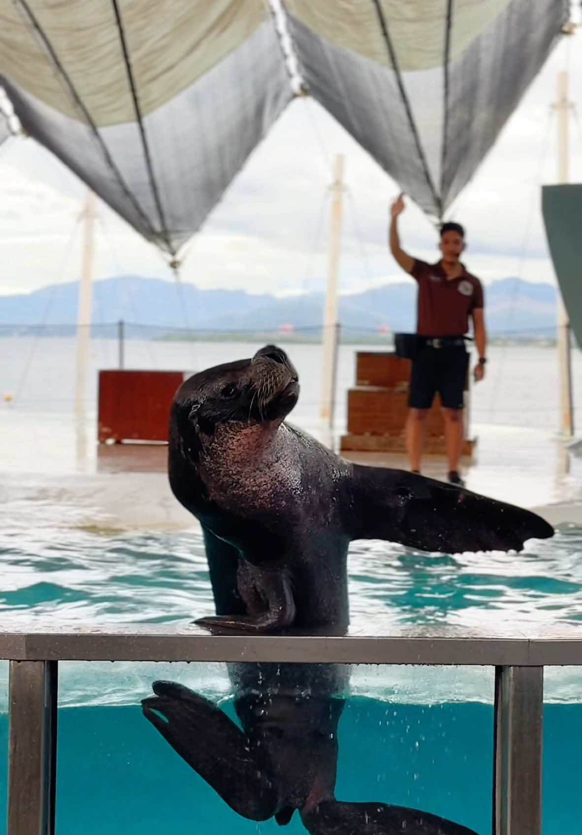 OCEAN ADVENTURE - SUBIC #ocean #dolphin #acrobatics #fyppppppppppppppppppppppp #fyp #pinoy #travel #show #animal #discover #sealion #marine 