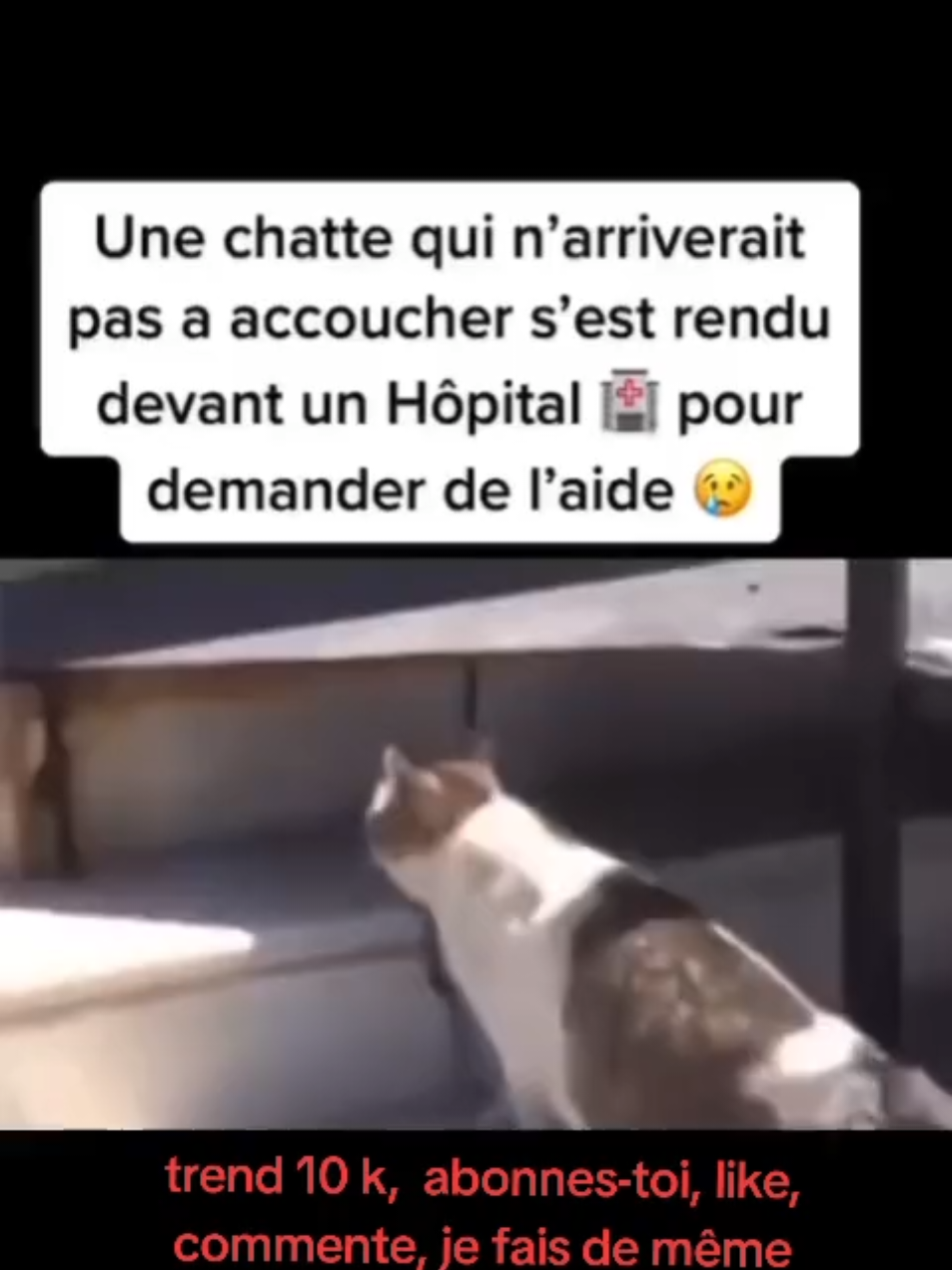 #cate #chat #help #aide #solidarity #solidaire #hopital #hospital 