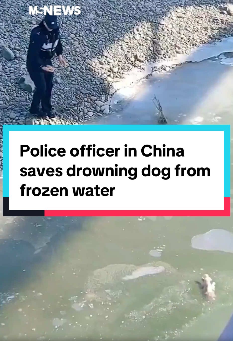 Hope the dog is doing ok. 🙏 #mustsharenews #sgfyp #tiktoksg #china #dog #drowning 