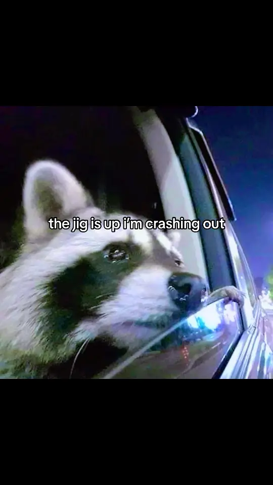 #real #relatable #raccoon #crashout #hozier #f #raccoons #thejigisup 