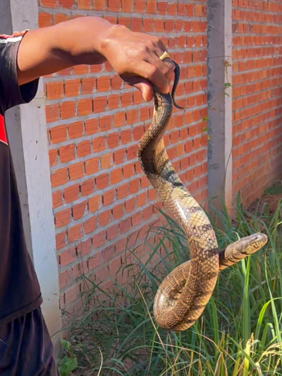 Cooking Water S.nake Soup recipe #eat #food #cook