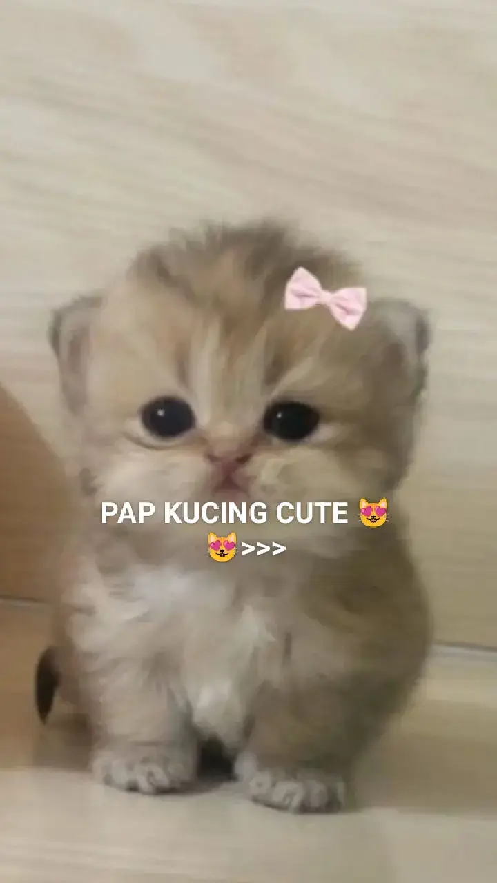 #pap #kucing #cute #imut #fyp  #fyppppppppppppppppppppppp #lucuubanget #aesthetic #gemes #kucinglucu  #fotokucing #fyp #foryou #bolehdisave 