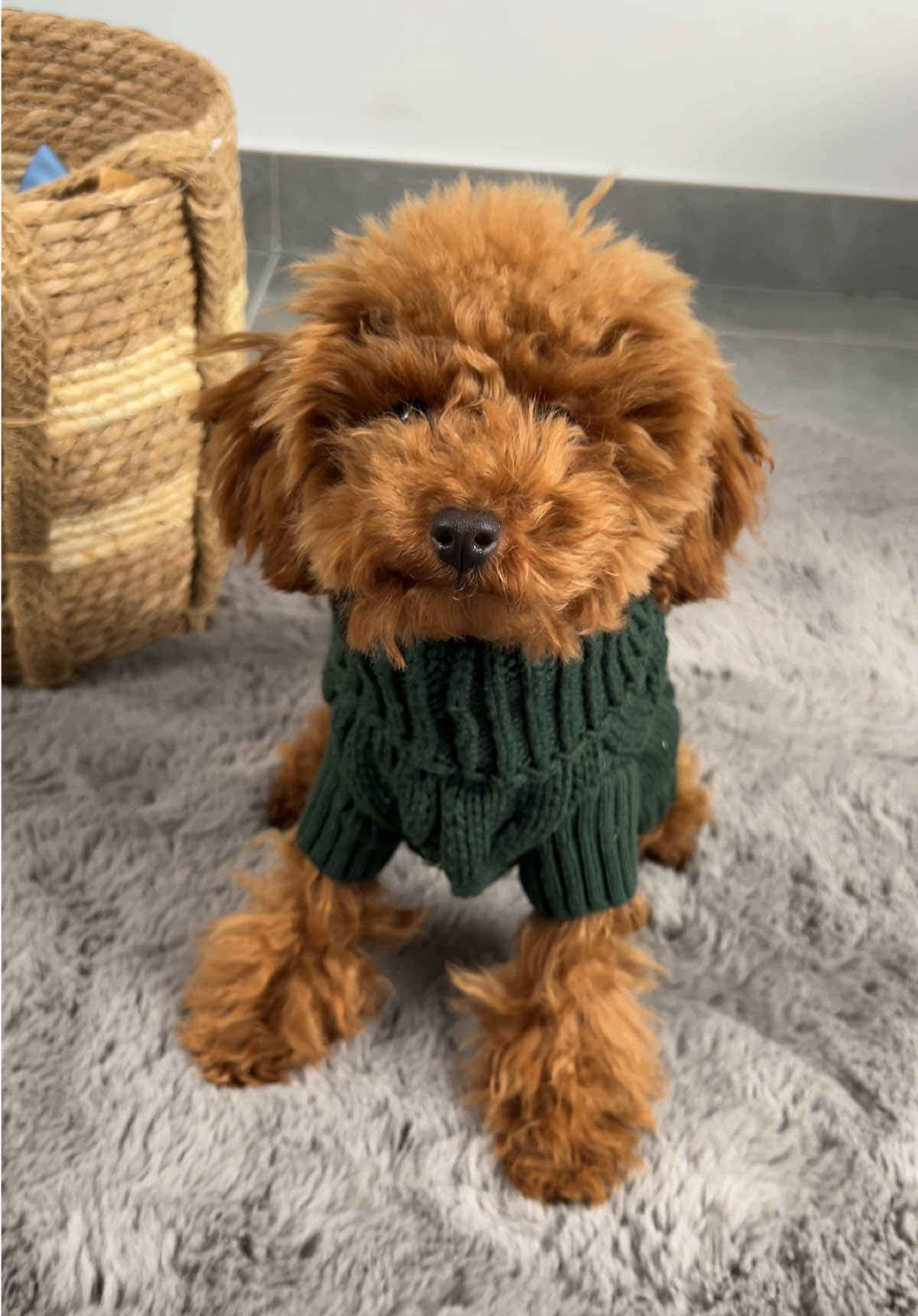 Rules are rules 😌 #dogsweater #dogclothes #dogsoftiktok #dogboutique #redtoypoodle #hondenwebshop #puppy #dogtok #cutepuppy 