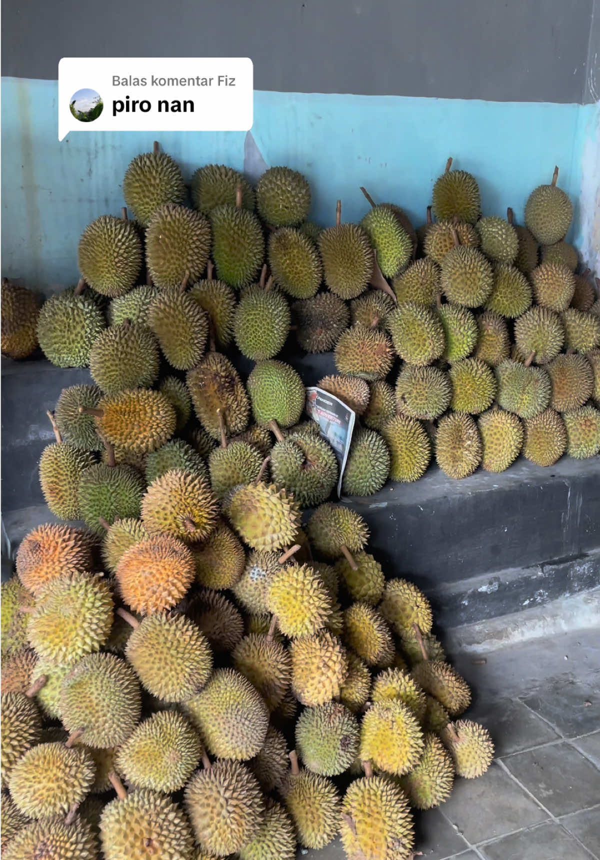 Membalas @Fiz 100 dapat 3/4 kita ready ya mafren 🤙🏻 #durian #durianlover #duriantraveler #kuliner #kulinertiktok #jogja 