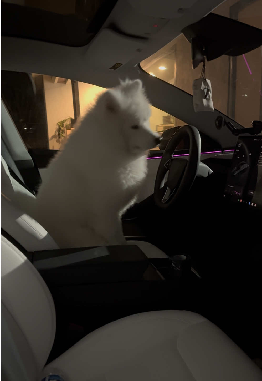 it’s 2AM BTW 😭 #CapCut #samoyed 