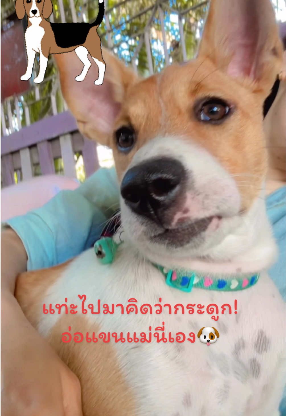 นังมะขิ่นตอนเด็กๆหูตก พอโตมาหูตั้งเฉยยยย🐶😂#หมา #สัตว์โลกน่ารัก #เปิดการมองเห็น #ทาสหมา #ฟีดดดシ 