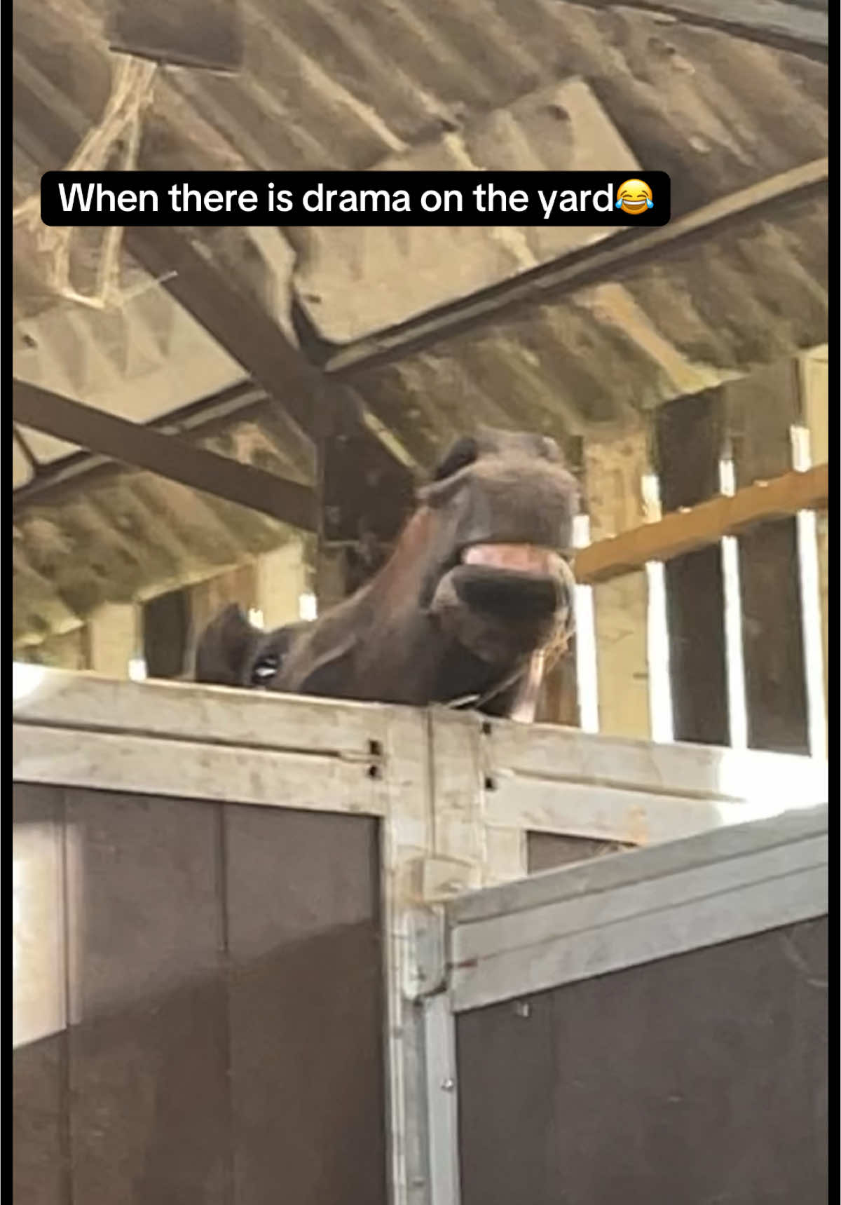 they love it🤣 #racehorses #fyp 