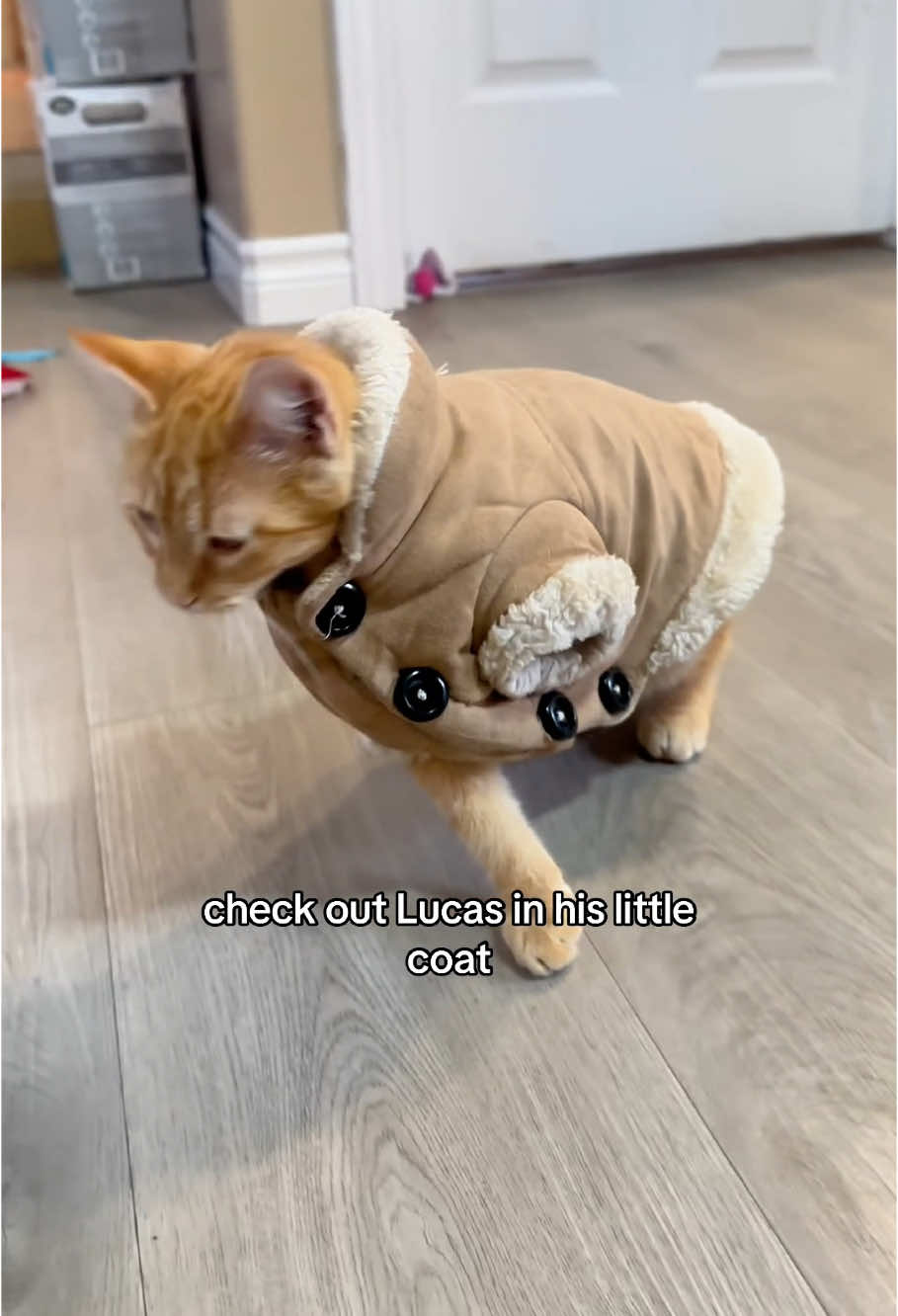 Cat wears clothes for the first time #funny #cat #funnycat #cute #catsoftiktok #catlover #funnyvideo