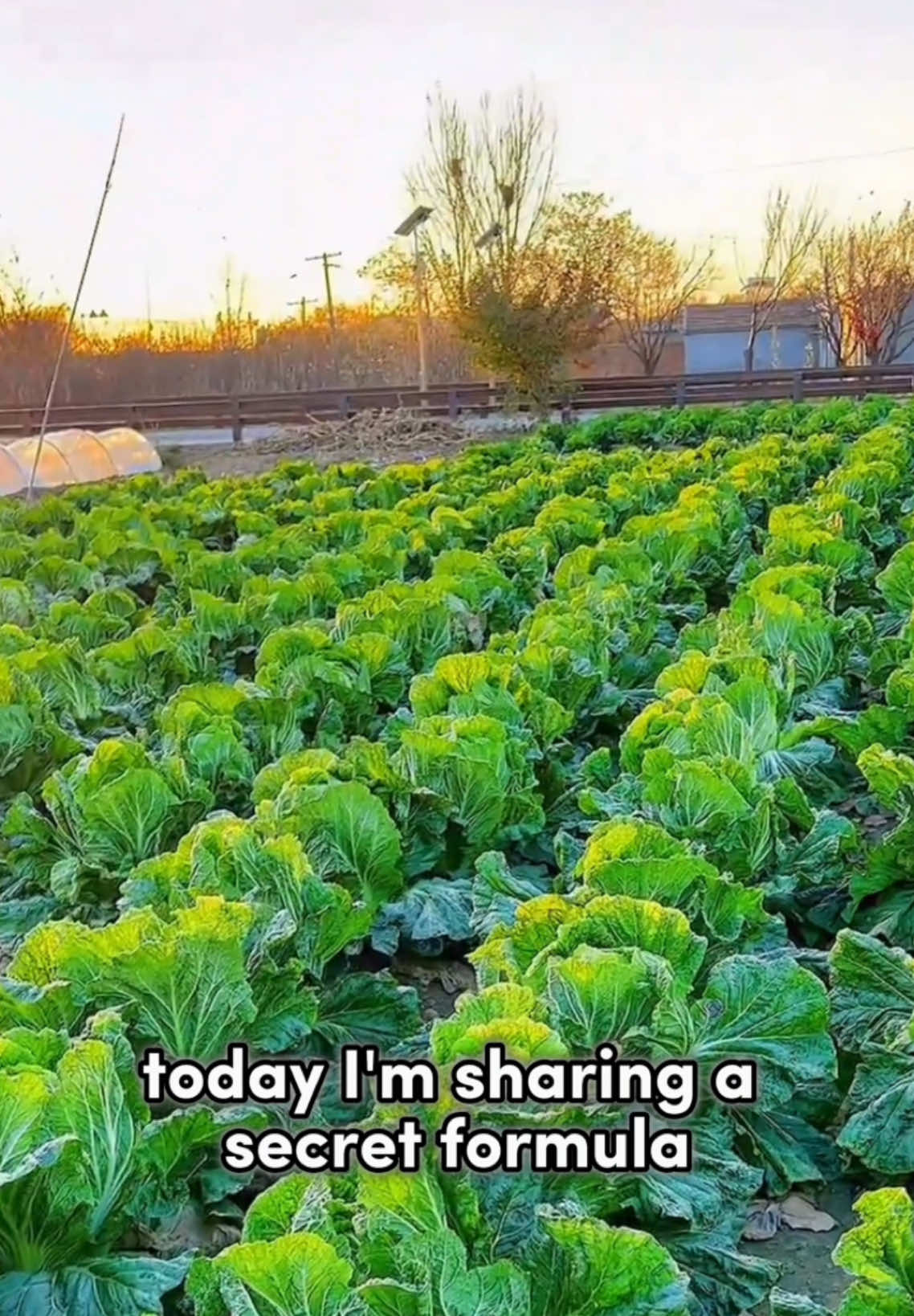 #creatorsearchinsights #GardeningHacks #SustainableLiving #UrbanGardening #PlantCare #GardeningTips #EcoFriendly #OrganicGardening #HomeGarden #NatureLovers #GreenThumb #FYP #LifeHacks #TikTokMadeMeDoIt #Viral #ForYouPage #BakingSodaMagic #GardeningCommunity #Tiktok 