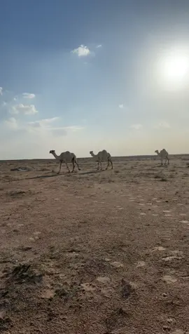 مساءالخير 💕#القصيم #دخنه 