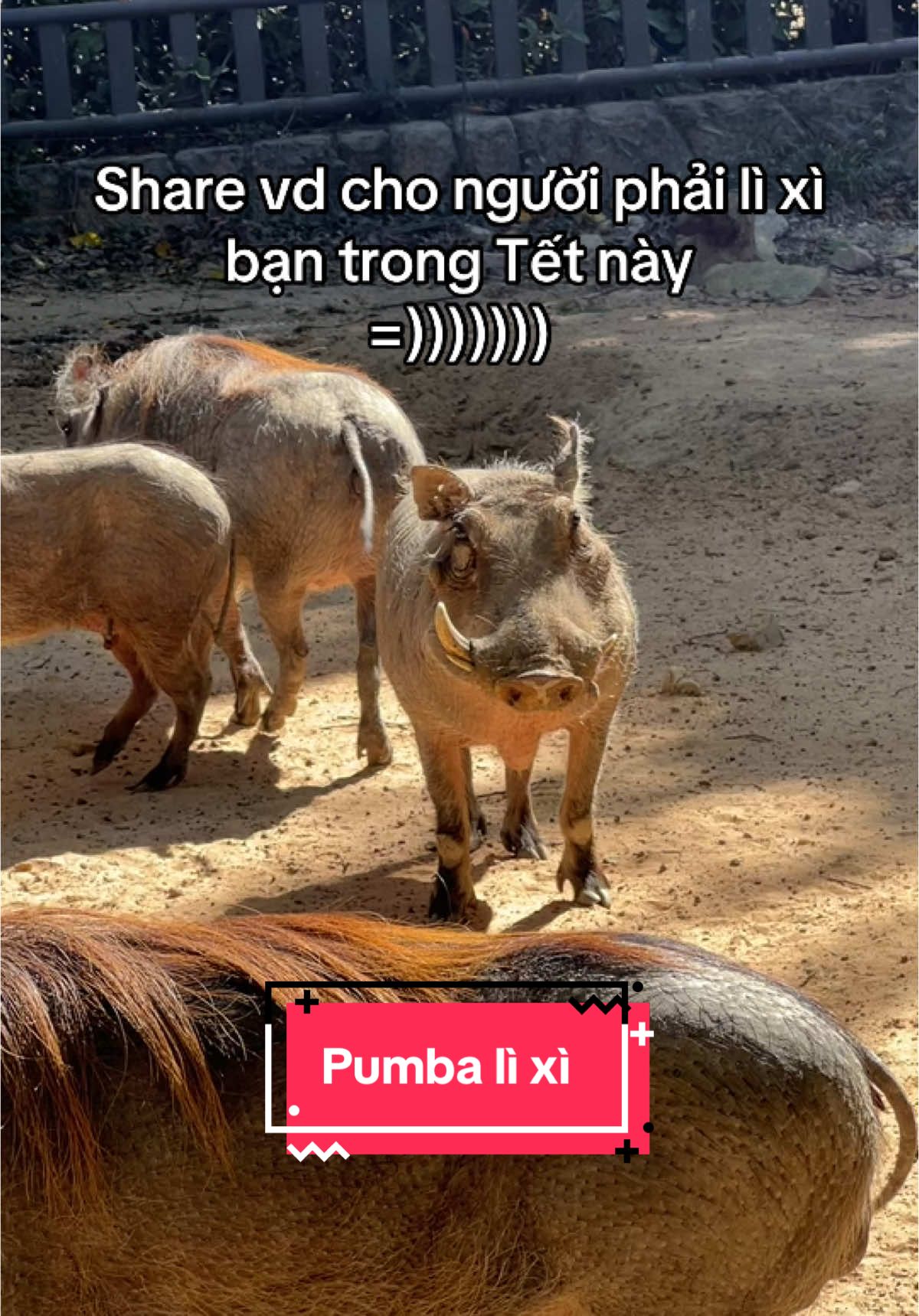 Ko lì xì thì Tết thua bài =)) #Vcreator #SafariPhuQuoc #GrandWorldPhuQuoc #VinWondersPhuQuoc #WakeupFestival #xh #dulichphuquoc #viral #pov #trending #foryou #meme #pumba 