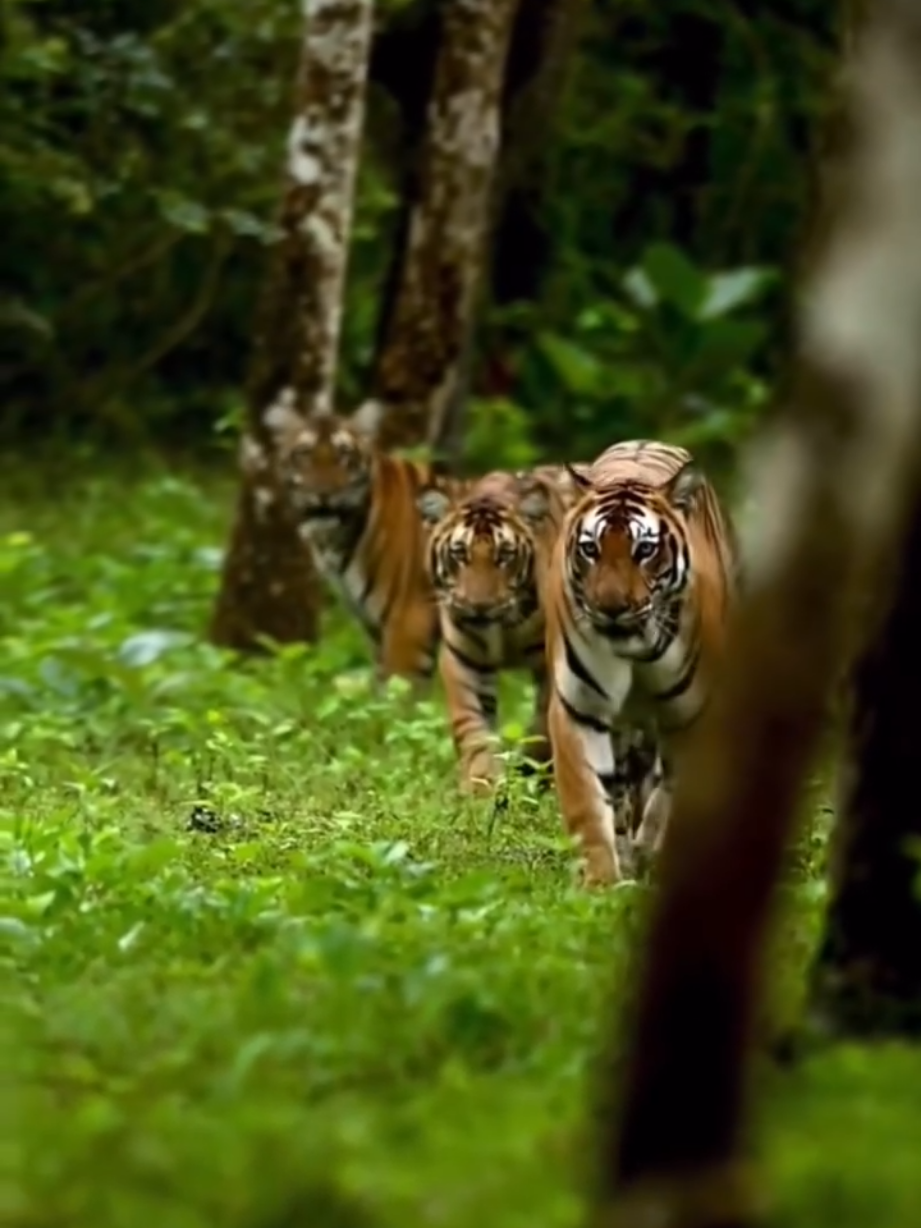 Harimau (panthera tigris) #tiger #hutan #macan #animals #animal #exotic #satwa #macam 