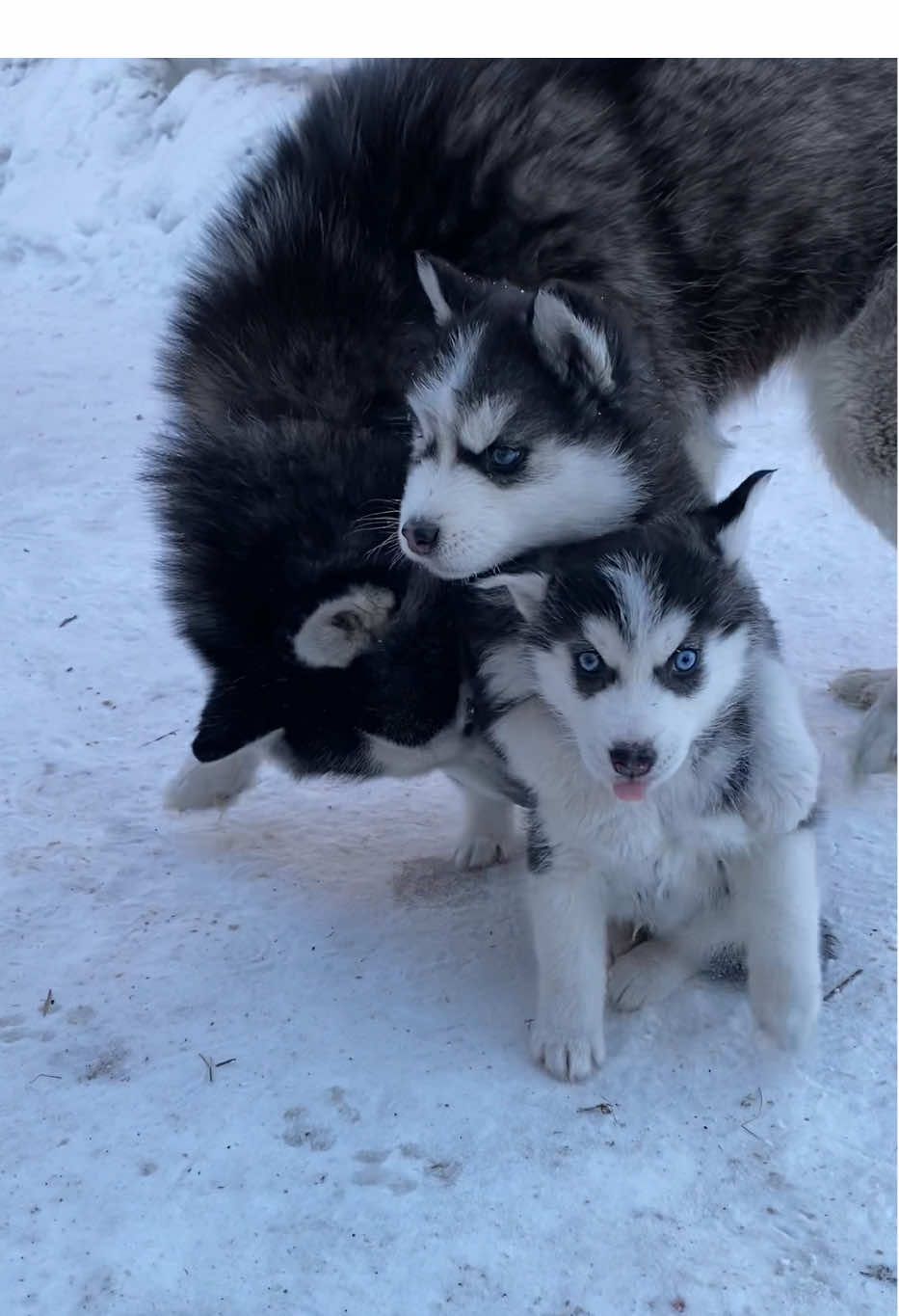 Дружба крепкая 😍#хасямамася 