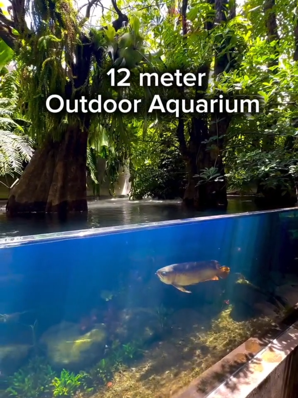 🤗 30.000 liter  12 meter long 5 meter wide The Ultimate Outdoor Aquarium By Judy Prajitno (Indonesia) #aquarium #aquascaping #indonesia #fishtank #arowana #bigtank #outdooraquarium #naturelovers #naturestyle #Love #nature #pond #naturelovers 