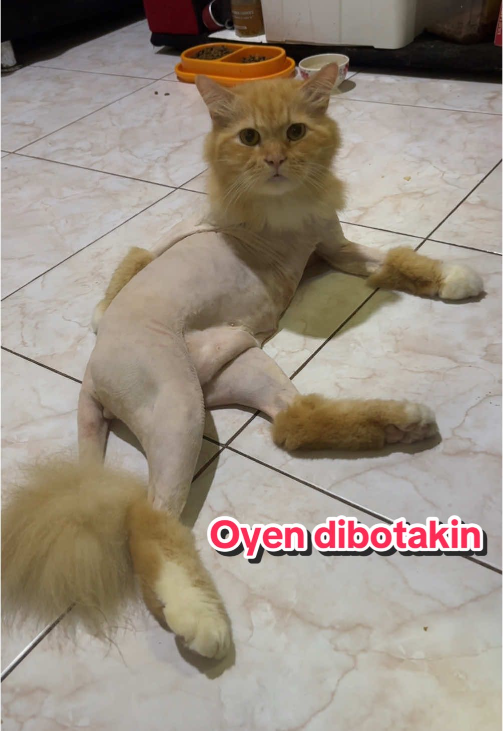 apin dipotong lion cut #kucing #lucu #cat #fyp #kucinglucu #funny #foryou 