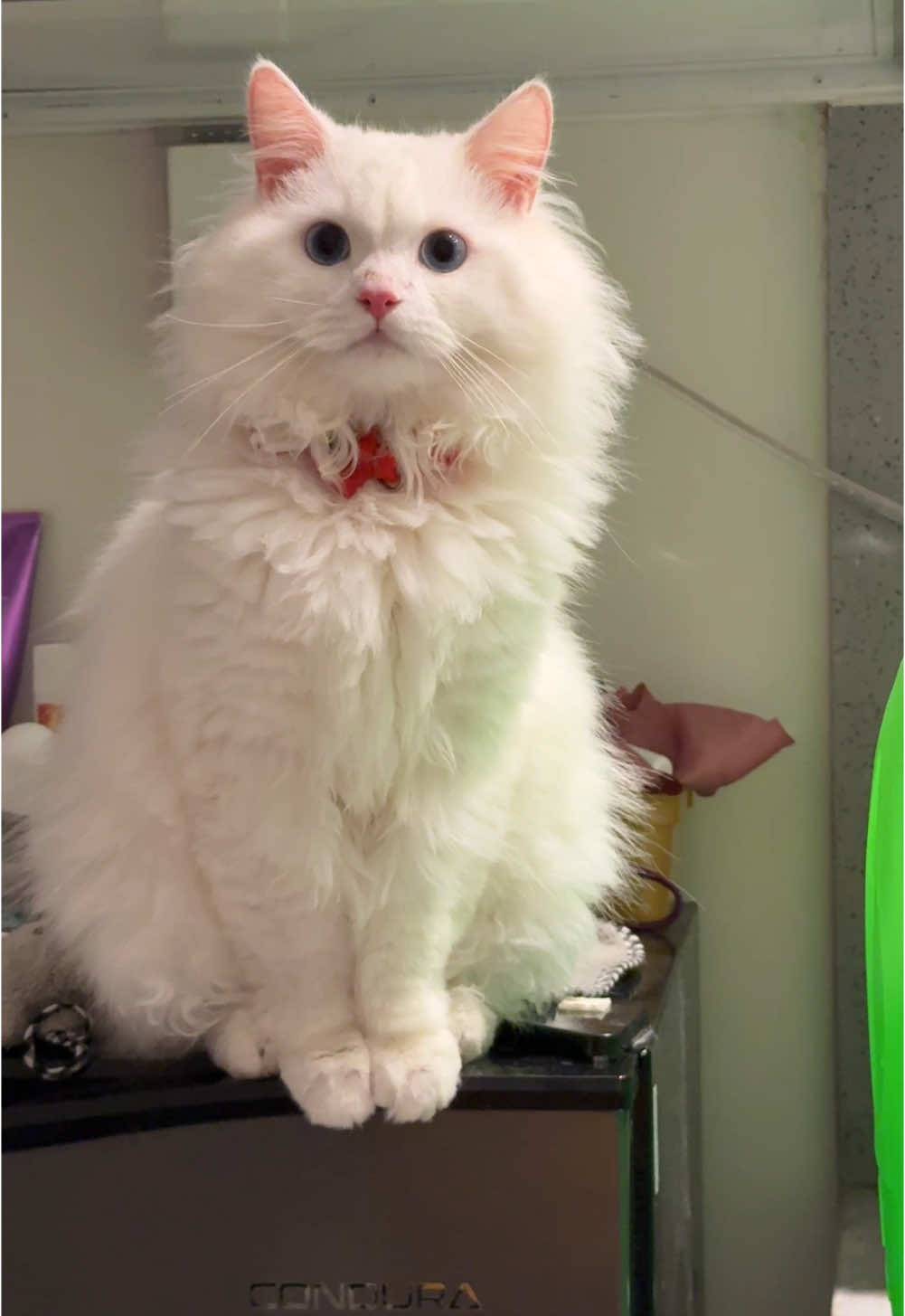 You are loved 🥰  #catsoftiktok #foryou #PetsOfTikTok #foryoupage #whitecat #persiancat #blueeyes #fyp #funnycats #fyppppppppppppppppppppppp #trending 