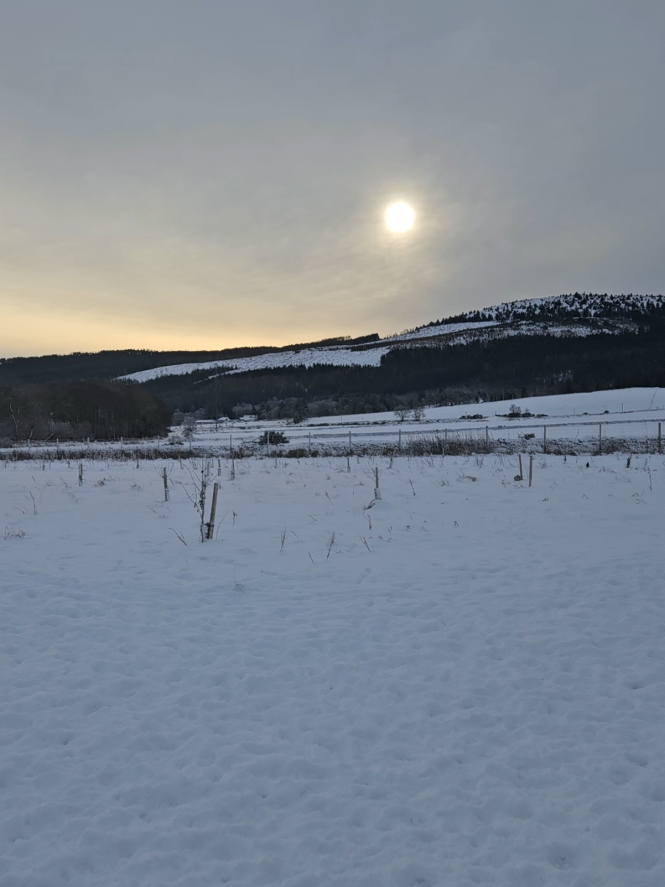 beautiful snowy morning at Inca's Trail, Echt 🧡 Laena the cocker Chewie the cocker Tiffin the samoyed Winston the labrador 