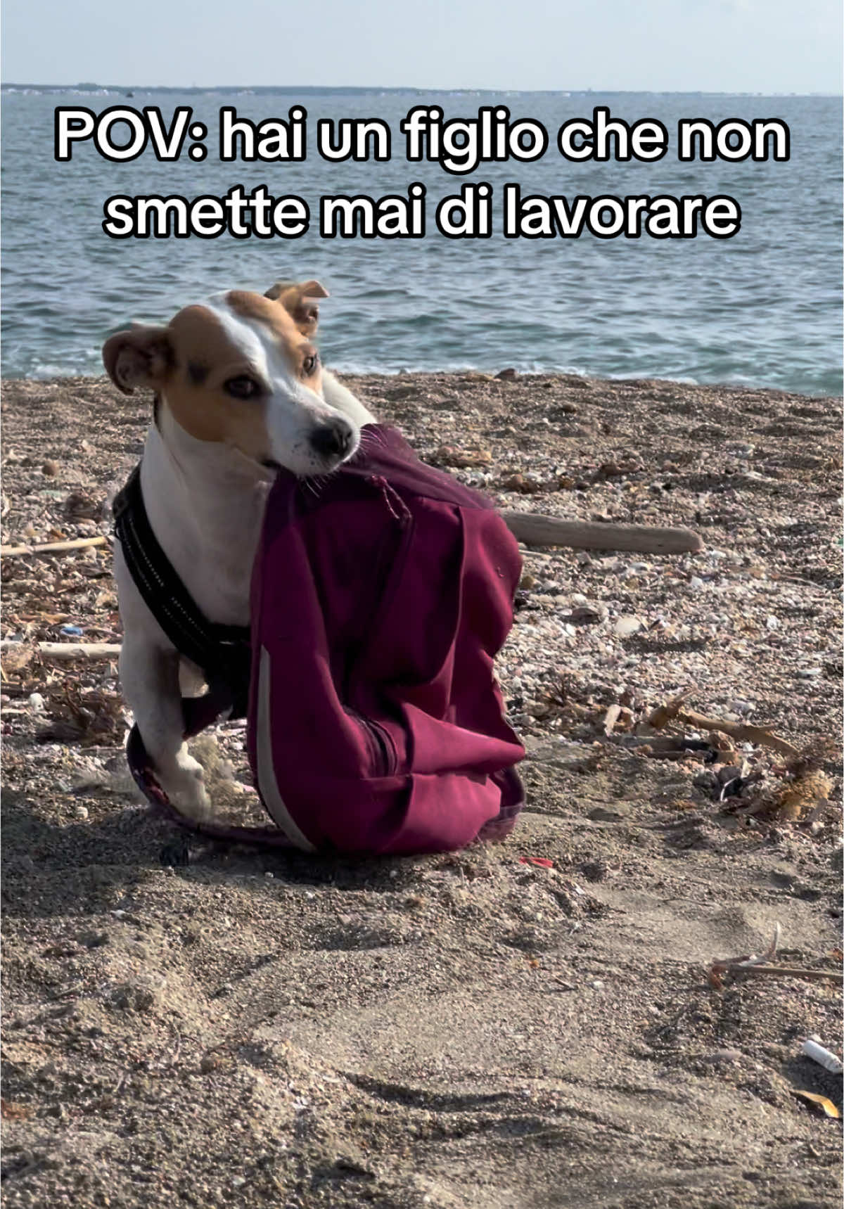 Always working hard 🥲 . . . . . . #dogsoftiktok #dogs #dogtok #funnyvideos #funny #hardwork #influencer #babylove #jackrussell #jackrussellsoftiktok #LearnOnTikTok #mybaby #tiktok #trending #dogmom #puppylove #puppy #puppylife #puppydog #puppytiktok #puppylover #puppycheck #Love #loveyou #loveofmylife #theonlyone #theone #rare #rareaesthetic #phisique #train #muscledog #viralvideo #viraltiktok #viralvideos #viralditiktok #nature #funny #Love #PetsOfTikTok #petinfluencer #petlover #petlife #influencer #rome #italy 