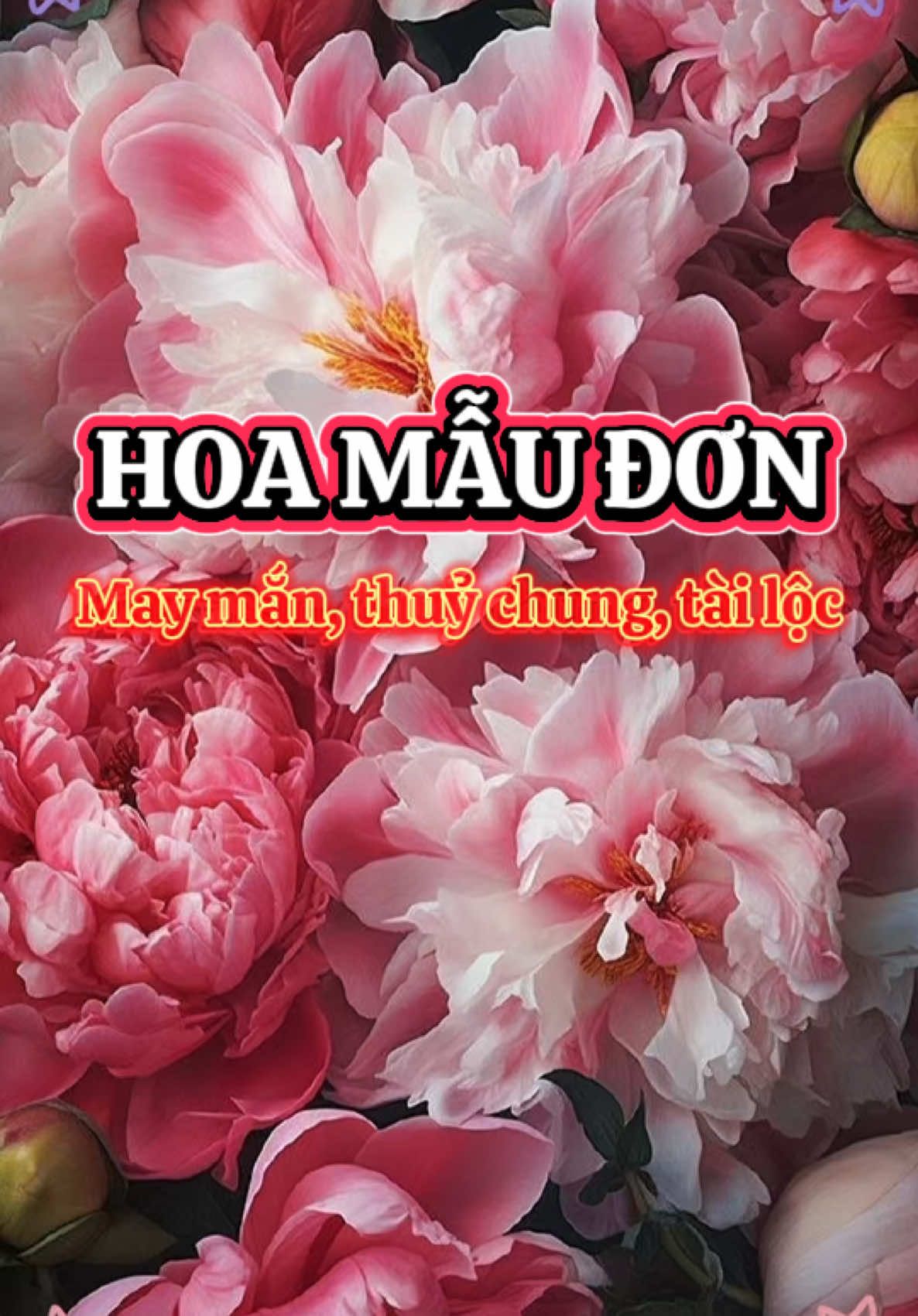 Hoa mẫu đơn chính là hình ảnh của sự giàu có, sức mạnh, phú quý, quyền uy và còn được xem là loài hoa mang đến sự may mắn, lòng chung thủy sắc son, một cuộc sống vẹn tròn tình yêu đôi lứa. #CapCut #poeny #hoamaudon #fypシ゚viral #wallpaper #luckyflower #Sianthichgilamdo🌷 #sudethuongcuaSian #trend 