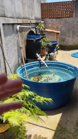 ninguém acredita que frio peixe com essa água 