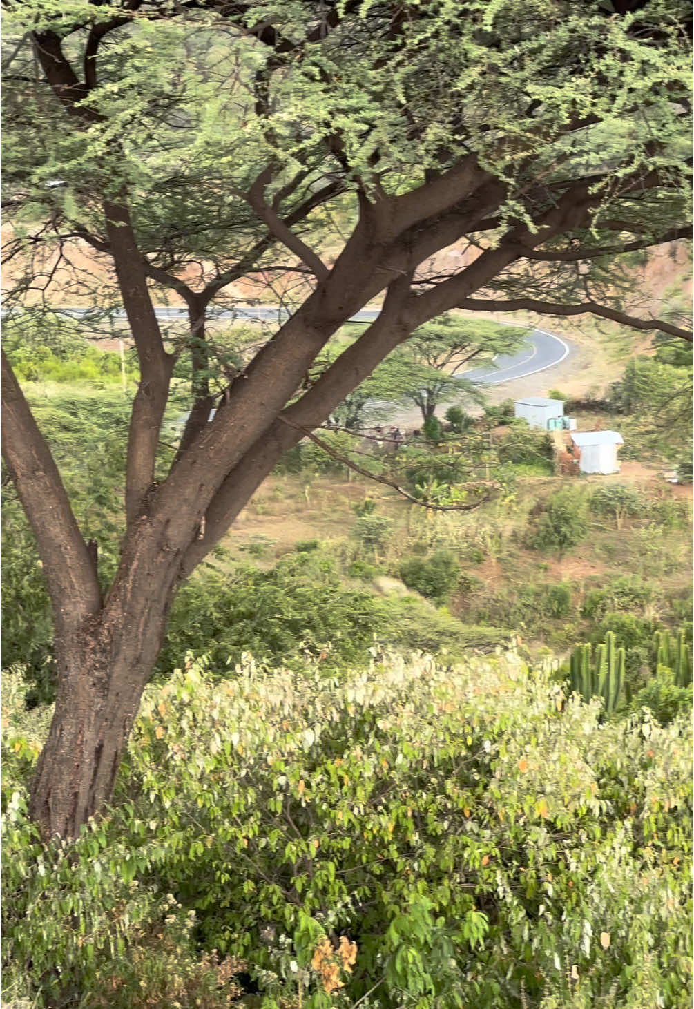 Baringo is beautiful. It boasts of its hills, meandering roads, green lush vegetation of acacia trees, and voluminous honey production. A perfect place for road trip.  📍Petkewanin, Baringo County.  #fyp #TembeaKenya #MagicalKenya 