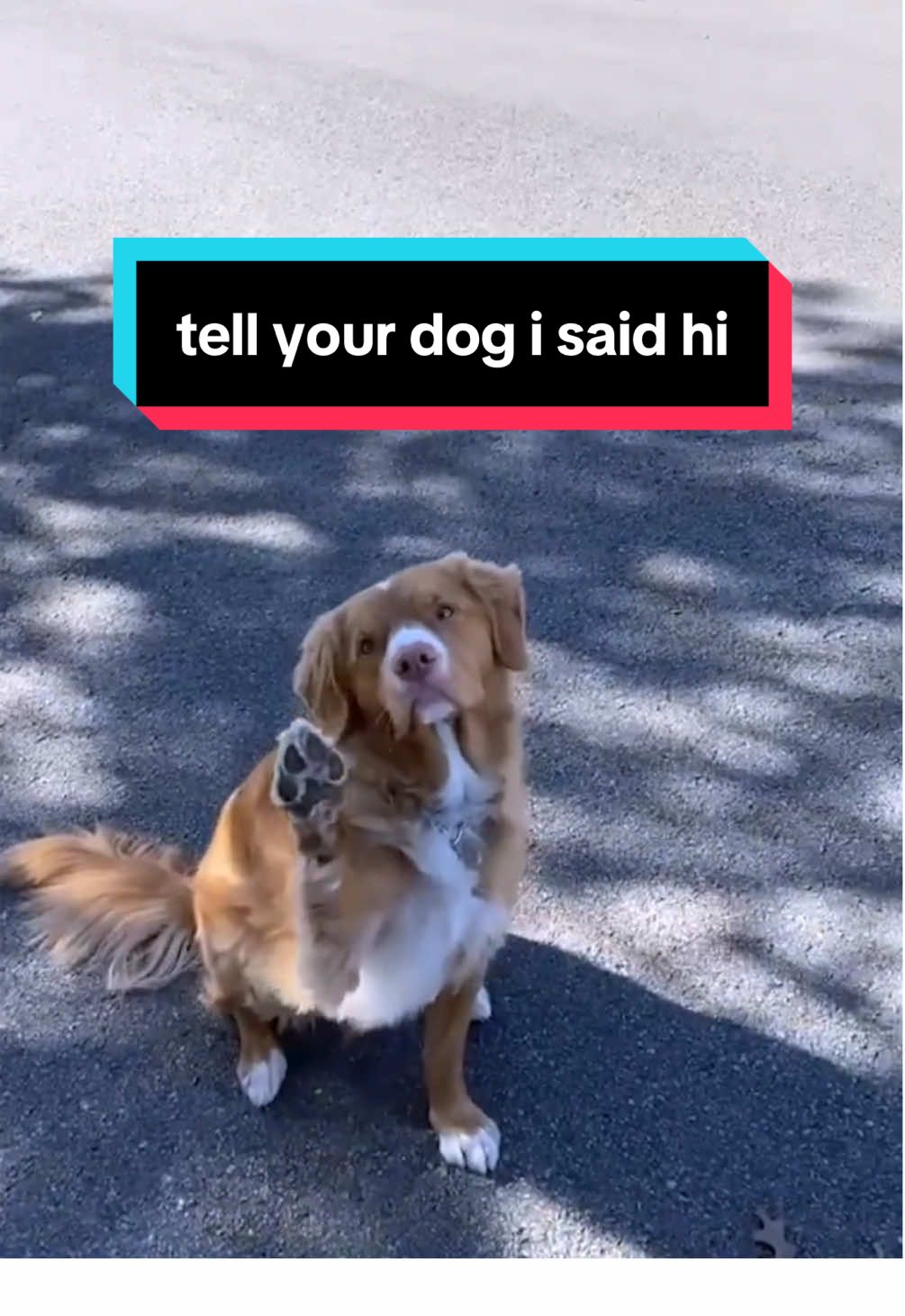 this is EXACTLY what we hope happens with our sticker! get yours now in tiktok shop 🤗 #weratedogs @Dangler in Chief  @Lauren Romeo  @Christibeth Paul  @Kristin & Fenway  @Kellie 