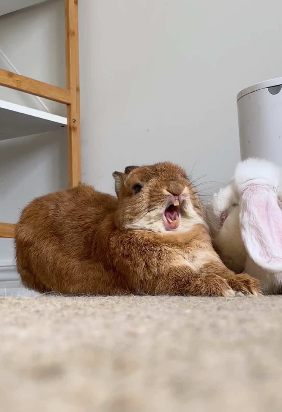 Have you ever heard the sound of a bunny yawning?🥰🥰🥰#bunny #rabbit #cute #happy 