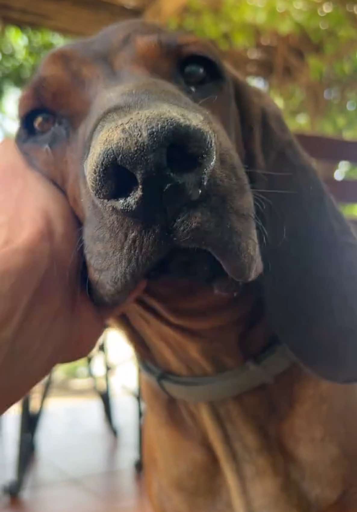 Introducing Rigby the Puppy, our youngest on the farm 🐶🥰  #puppylove #animallover #animalsoftiktok #dog #farmlife 