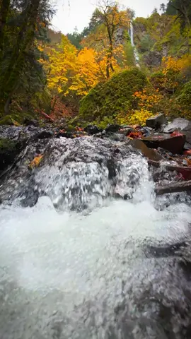 Unwinding along a beautiful creek with the soothing sound of a distant waterfall, surrounded by vibrant autumn colors—a perfect moment of peace 😌 #nature #Outdoors #cinematic #calm #godisgood 