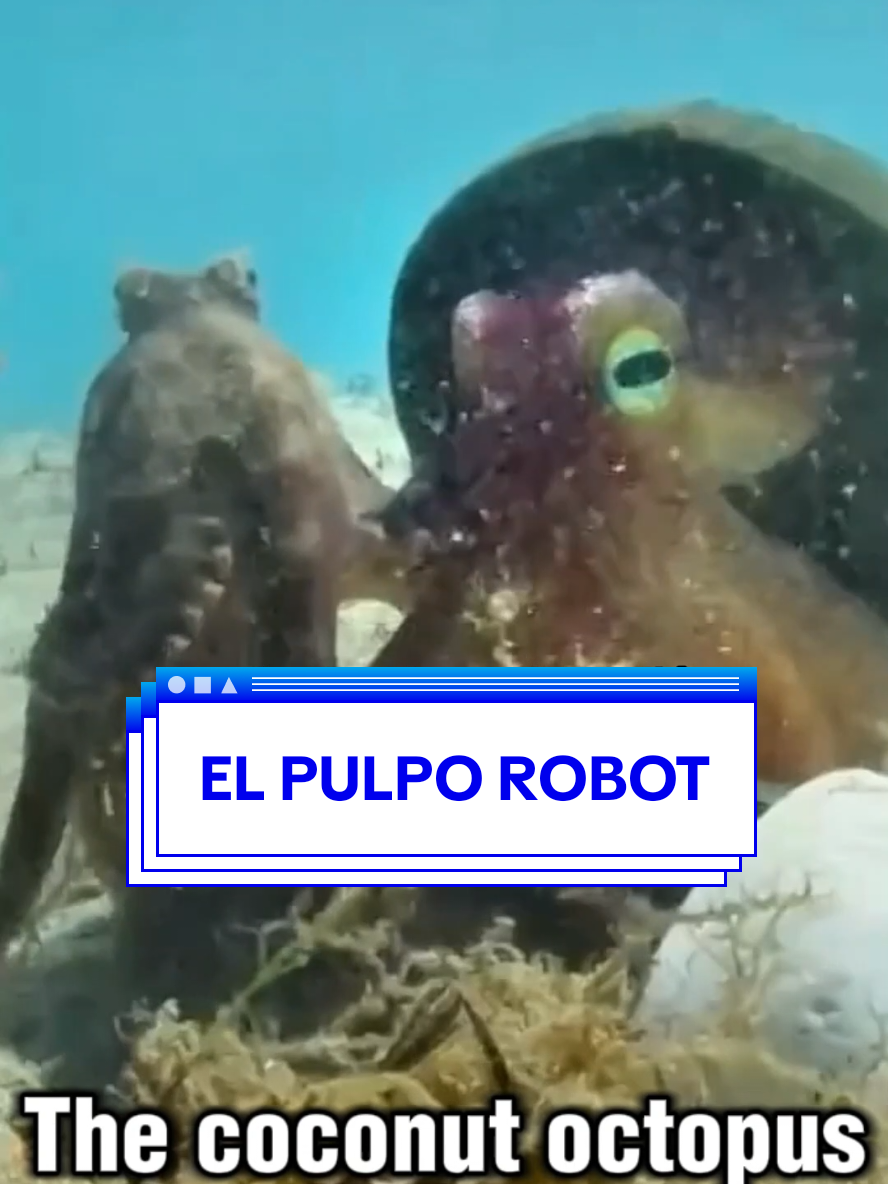 La bonita historia de amor entre un pulpo y un robot. #pulpo #historiasbonitas #notodovalepodcast #naturaleza #documentaldeanimales #animales #animalesmarinos 