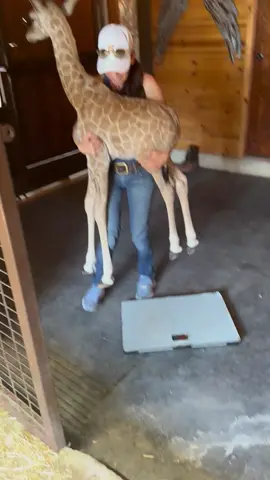 Reminiscing about the cutest giraffe in the world and his 3 week stay here at Wandas Wee Zoo. This little guy had a rough start when his mama decided she didn’t want to be a mama but he did not let that get him down.  He was sooooo tiny but soooo brave. He is doing great at his amazing forever home. He looks like a stuffed animal and he’s still a big teddy bear at over a year old #❤️ @🦒Wildlife Vet Services🦏  #wandasweezoo #baby #giraffe #adorable #animal #animalvideos #zoo #rehabilitation #nonprofit #lovemylife #💕 