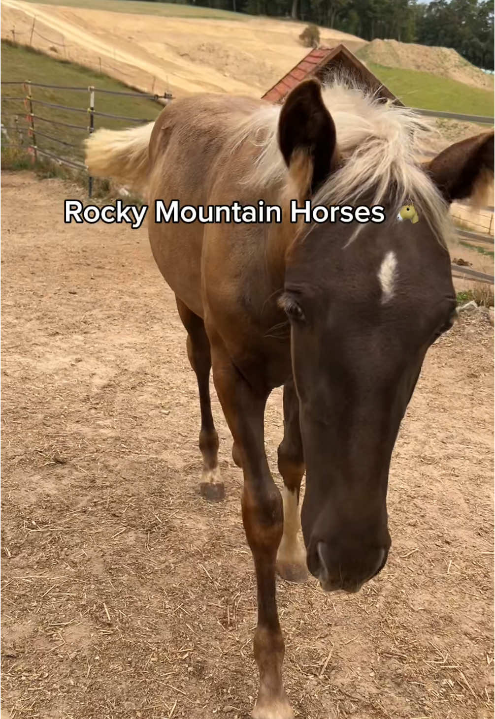Wollt ihr öfter solche Einblicke? 🎥🐴❤️ #Vlog #pferde #videodreh #rockymountainhorse 
