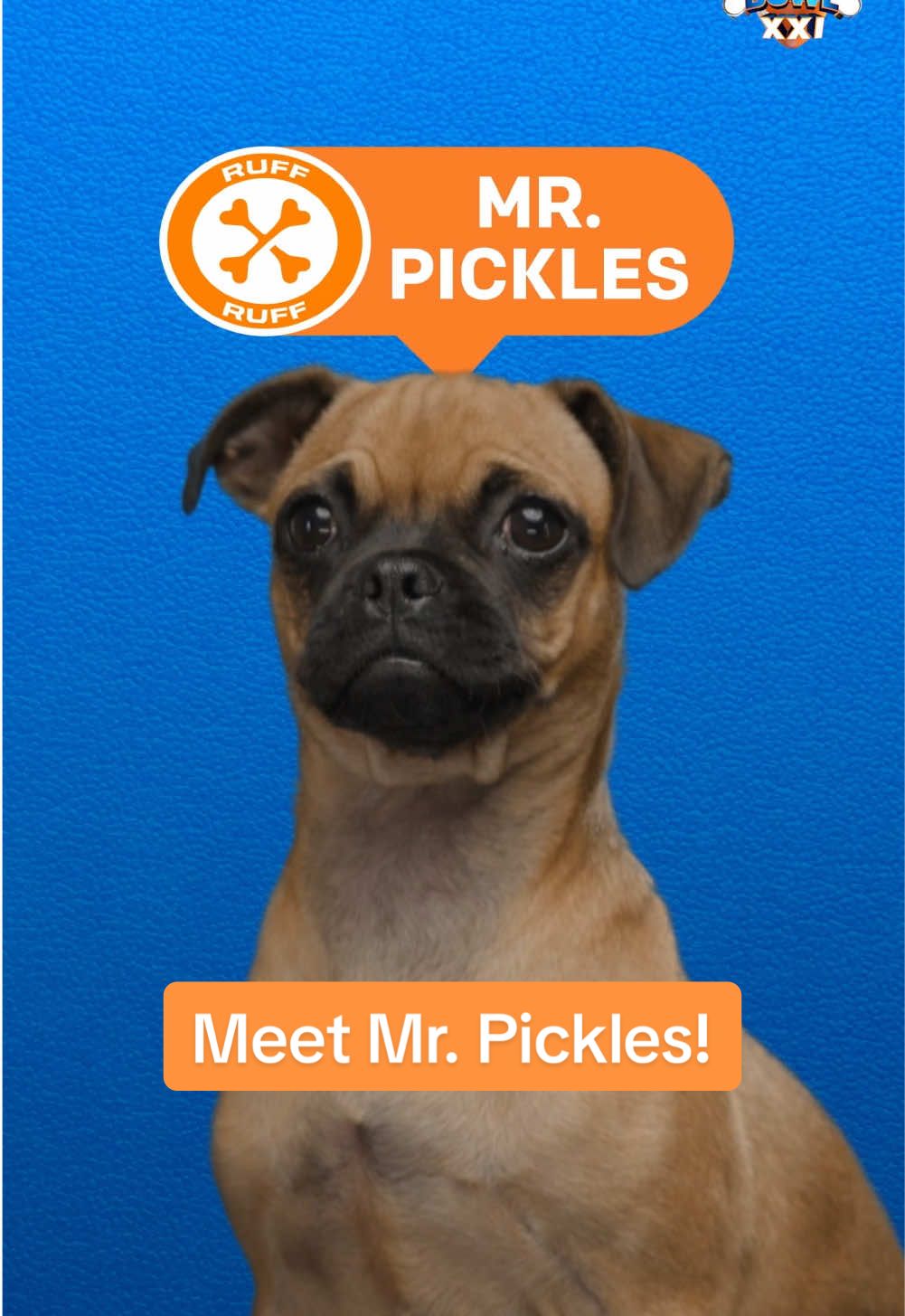 He never backs down from a challenge 😤  Cheer for Mr. Pickles in #PuppyBowl on Animal Planet Sunday, February 9 and VOTE now for your favorite pup in the Pupularity Playoffs ➡️ PuppyBowl.com  Brought to you by @Pedigree 