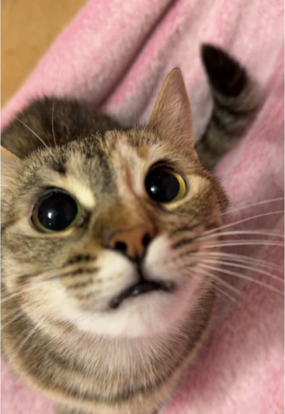 #catsoftiktok #cat #? #catordog #catlover #catt #rec #recommendations 