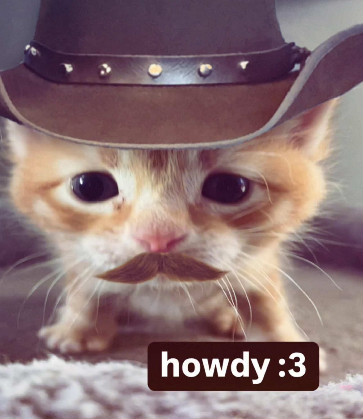 howdy :3 🤠 #cat #memes 