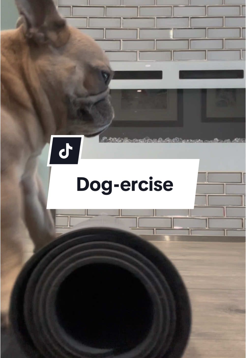 He’ll help you get that waist snatched 💪 #jazzercise #dogs #workout #fitnessgoals #yoga #newyearsresolution #frenchie 