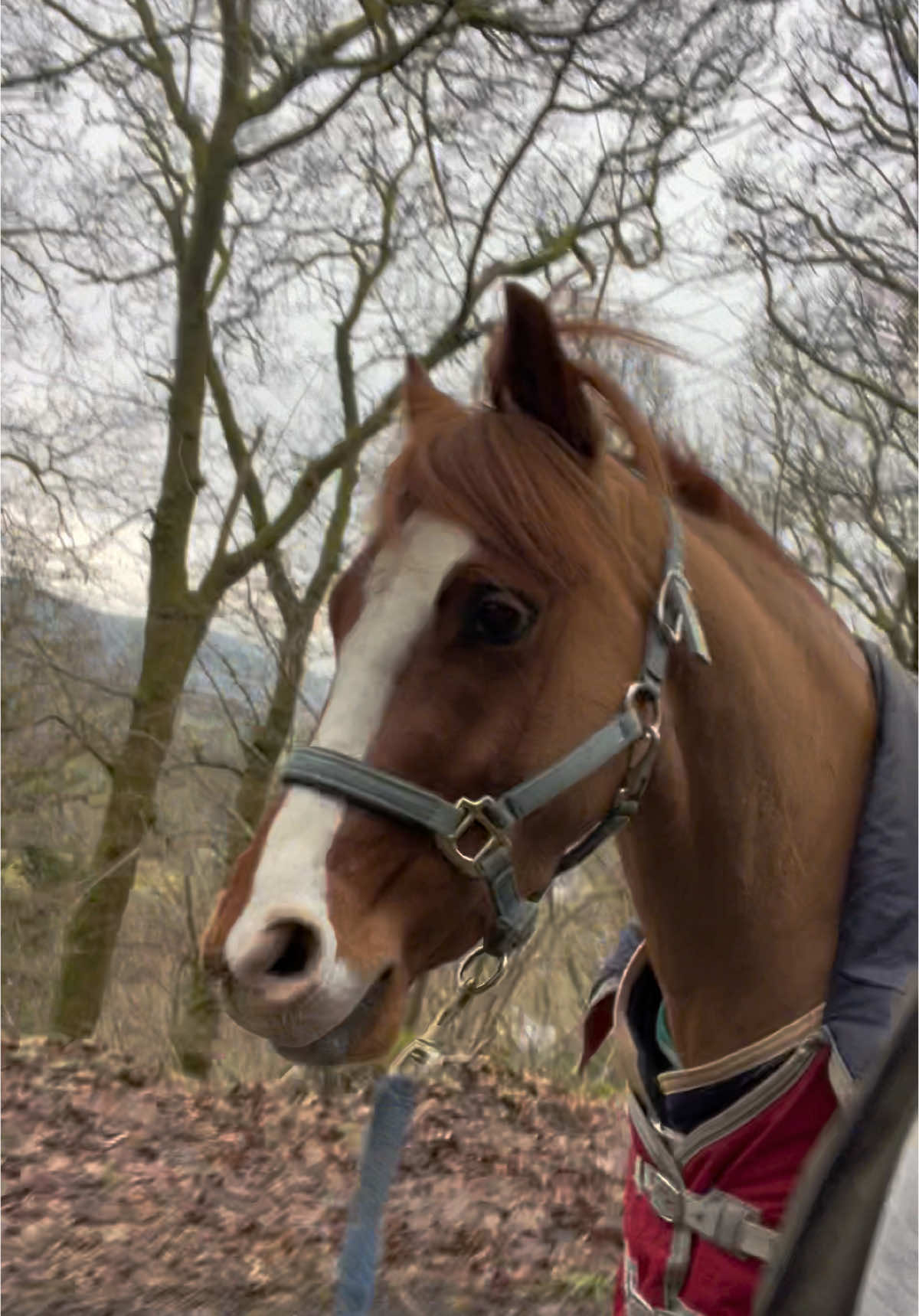 #naughtyponies #bucking #horsesinwinter #fastasfboi 