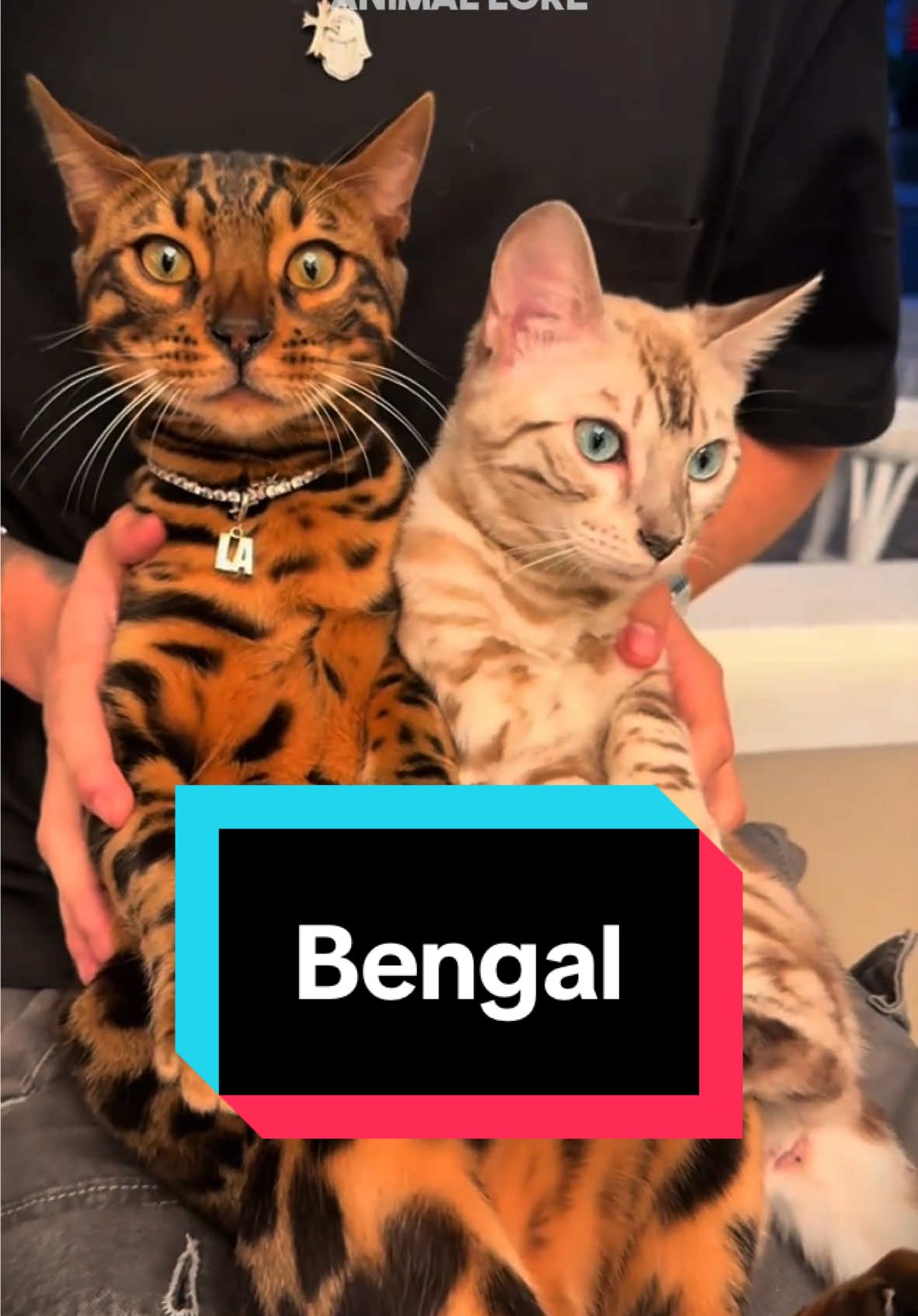 Discover Bengal 🐱 a very cute pet cat 😍