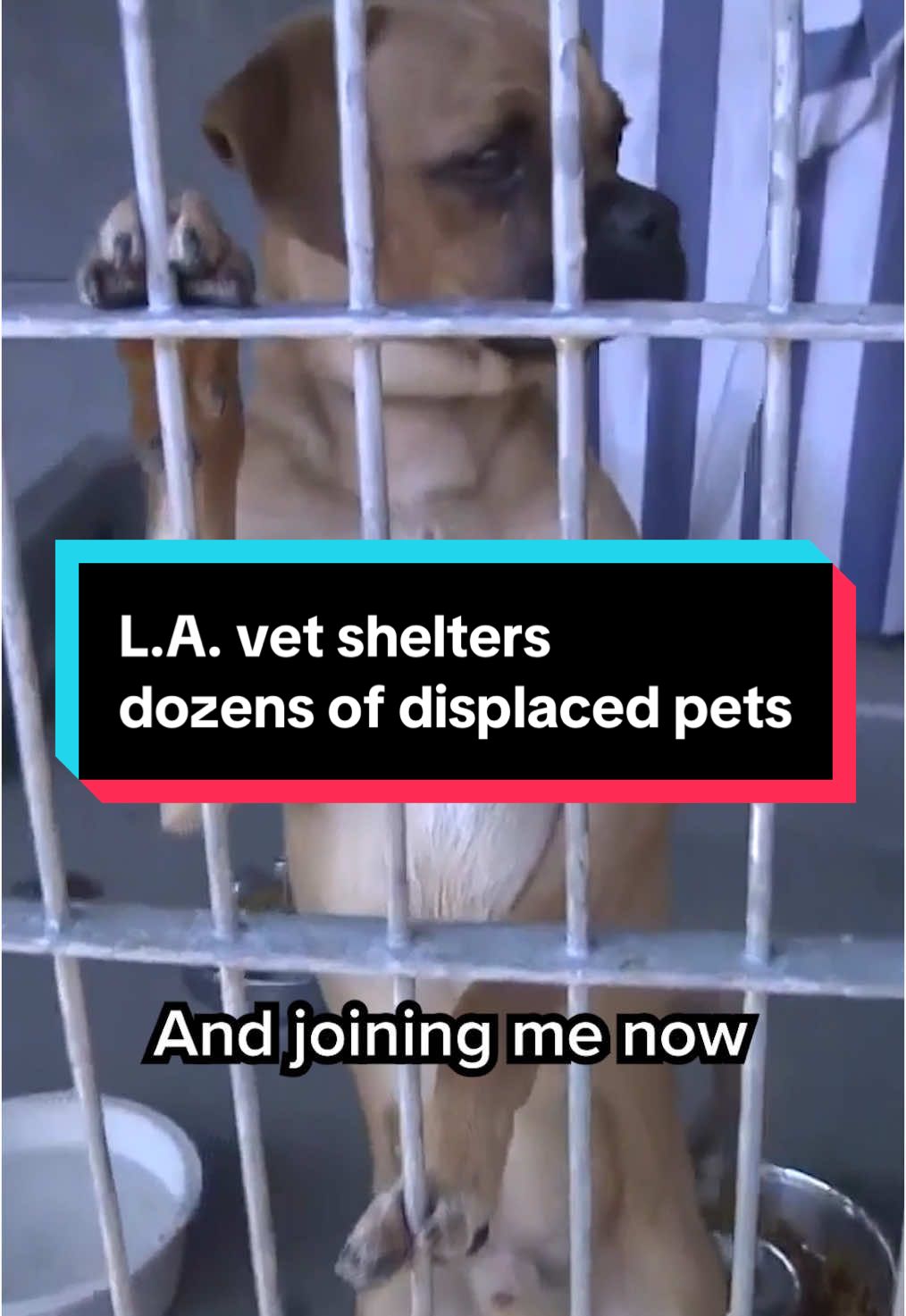 Amid the devastation from the wildfires tearing through Los Angeles, veterinarian Dr. Annie Harvilicz is helping to rescue dozes of animals. 