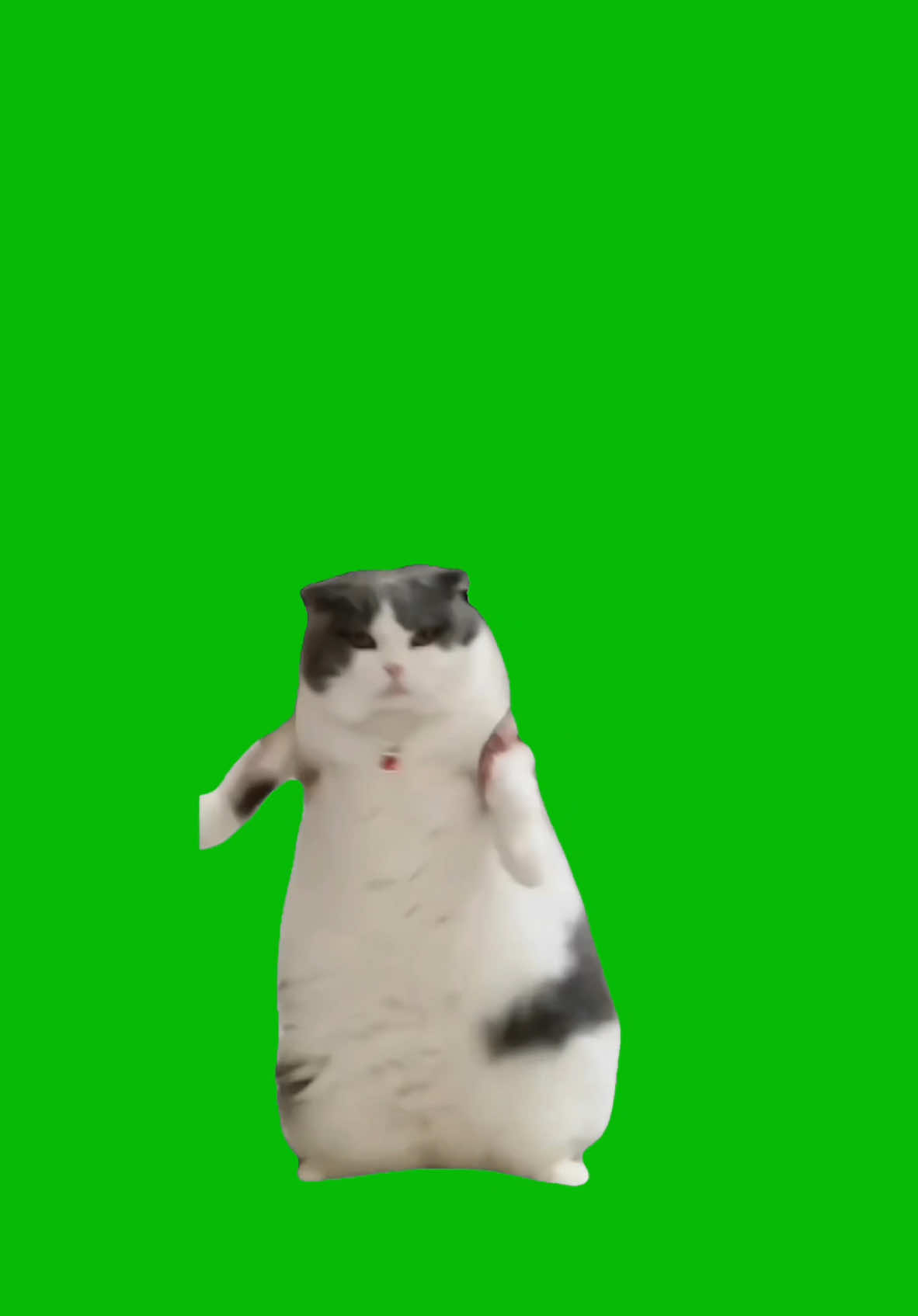 Wop Dance Challenge Cat meme green screen capcut template #wop #wopchallenge #dancememe #cat #trendingdance #greenscreenmemes #capcuttemplate #CapCut 