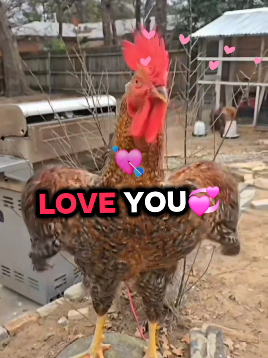 PRINS Where are you my love?🥰 Prins ¿Dónde estás mi amor?🥰🤣 #loyou #Love #iloveyou #teamo #rooster #chicken #chickens #chickensoftiktok #chickenhappyhour #lavaqueritatx #lachicapoderosa💞 #cute #amor #🥰🥰🥰 #jajaja #memestiktok #memesdaily #funnyanimals #fyp #foryoupage 