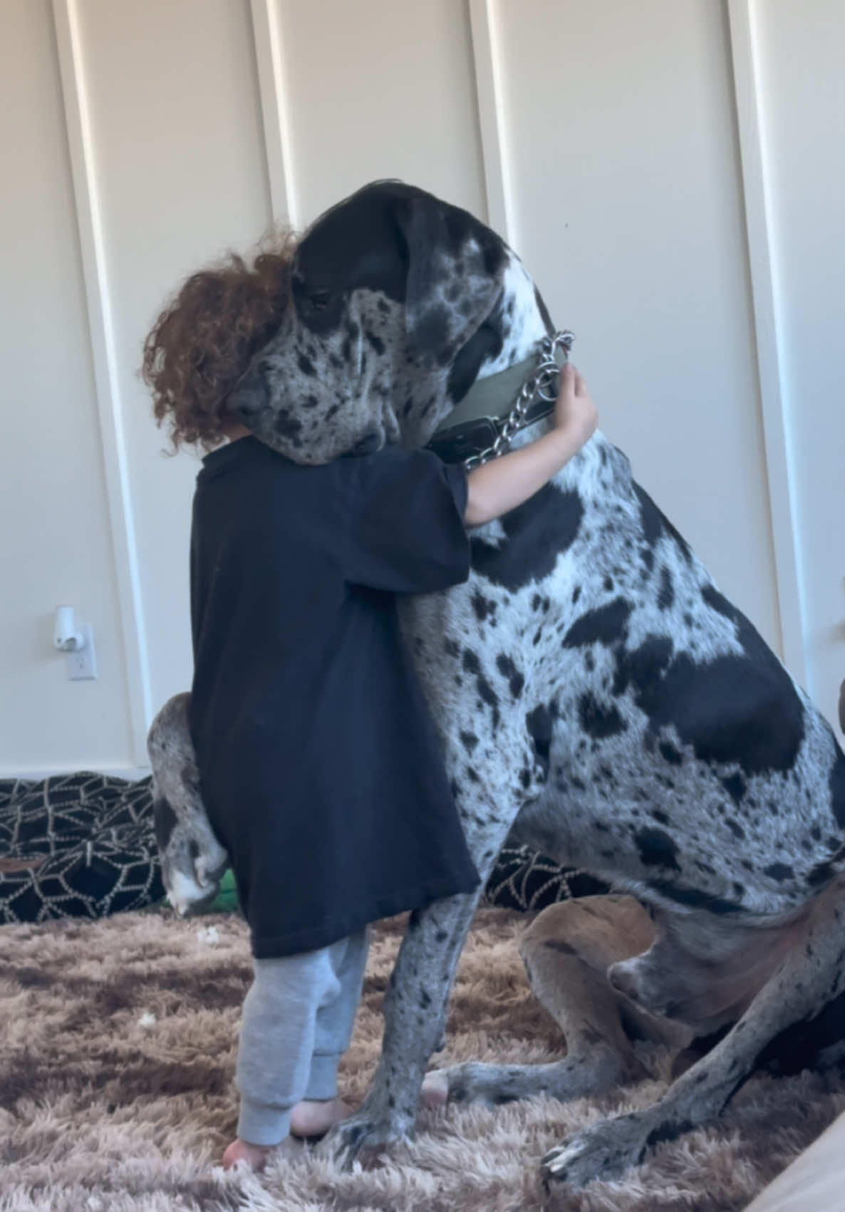 MJ is the BOSS! 🤣 I’m kidding their bestfriends 🤍 #great #greatdanesoftiktok #greatdane #tik #tok #puppytiktok #pup #BestFriends #bestfriend #babies #babiesoftiktok #family #fam #dogsoftiktok #doggy 