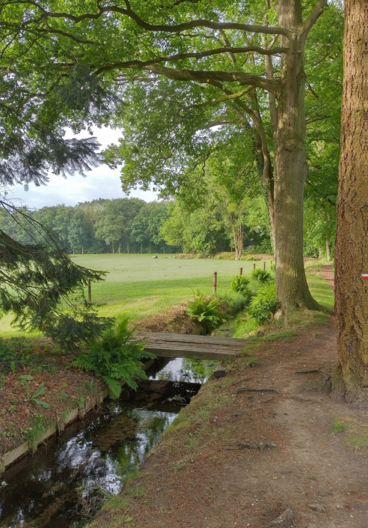 A peaceful sunny walk through the woods <3 