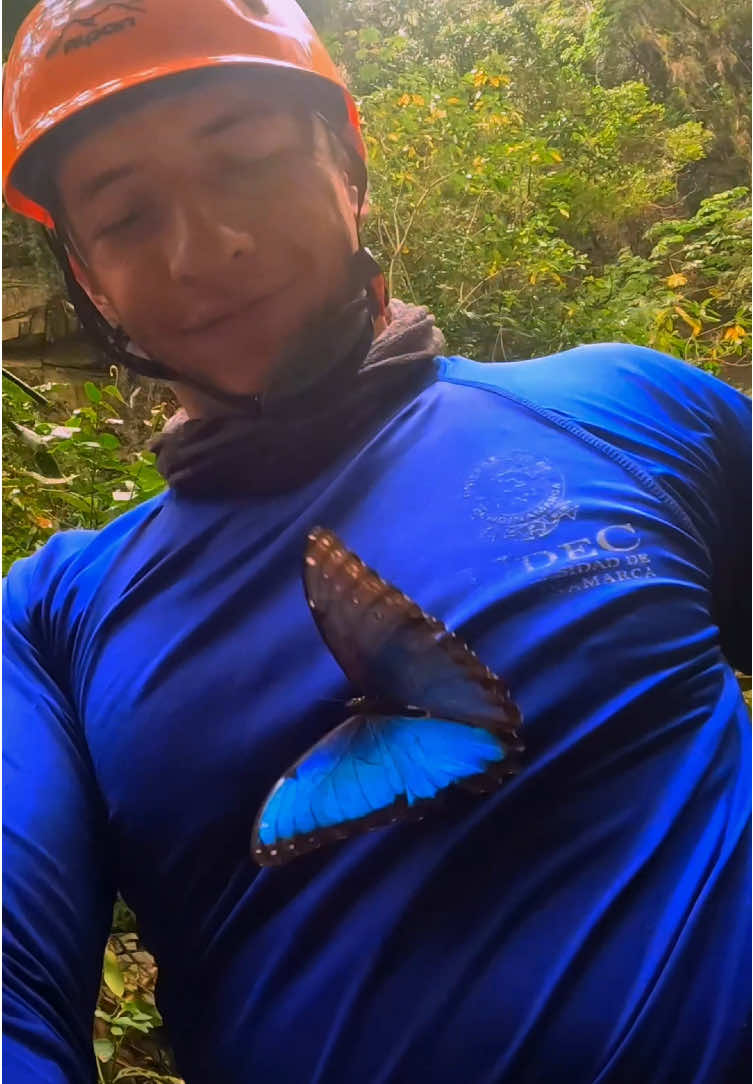 🦋La Mariposa Azul (Morpho menelaus). Es mucho más que un hermoso ser alado. Representa alegría, fortuna, y el poder del cambio. En muchas culturas, se dice que trae consigo una nueva suerte y simboliza el alma de alguien que amamos, que siempre está presente, incluso cuando no lo vemos. ¿Alguna vez te has cruzado con una mariposa azul? 🍃Tal vez sea una señal de que algo maravilloso está por llegar a tu vida. 💙 Viaja con @kciquetravel y conoce esta bella mariposa. #naturaleza #vida #viajes #kciquetravel #morphoazul #MariposaAzul #Cambio #EnergíaPositiva #Fortuna #ConexiónEspiritual 