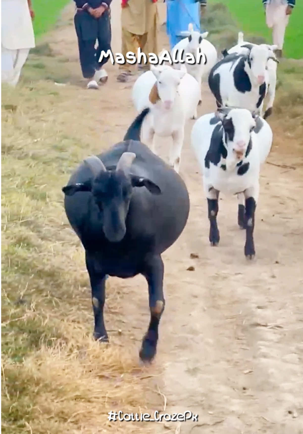 MashaAllah 😍#CattleCrazePk #biggestbulls #Qurbani 