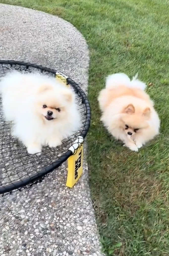 We R Who we R 🐶 #2025 #pomeranian #viral #viralvideo #tiktok #dog #fun #trending #pomeraniandog #fyp #cute #poms #puppies #fluffy #minipom #miniturepom #massfollowing #cutepuppies #kesha #werwhowerkesha @Touchofcloudspom 