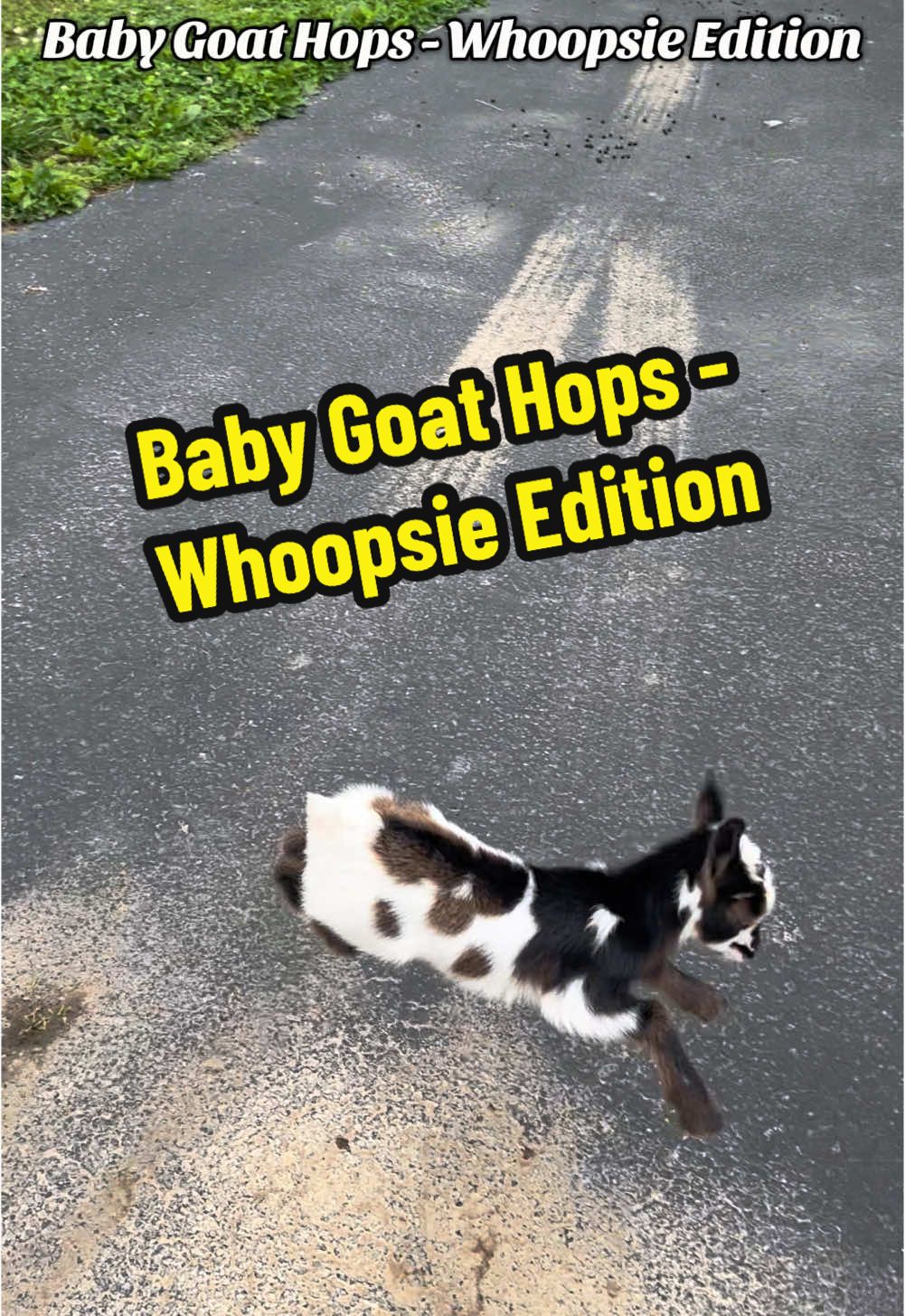 Peek-A-Boo Baby Goat Hops - Whoopsie Edition #fyp #babygoat #creatorsearchinsights #goats #goatsoftiktok #nigeriandwarfgoats #farmlife #PetsOfTikTok #farmanimals #babyanimals #cuteanimals #peekaboo #bingbang farmanimals, goat videos, funny goats, dwarf goats, Nigerian dwarf goats, cute goats, small goat, mini goat, goat eyes, goat animals, meet my pets, the goat meme, my little goat, cute goat video, farm frenzy, baby goats hopping, baby goats funny moments,m, baby goats zoomies, goats funny videos, goats of TikTok, baby goat videos, animals funny videos in TikTok, small pets, happy goat,  goat pet, Nigerian dwarf goat, pet goat